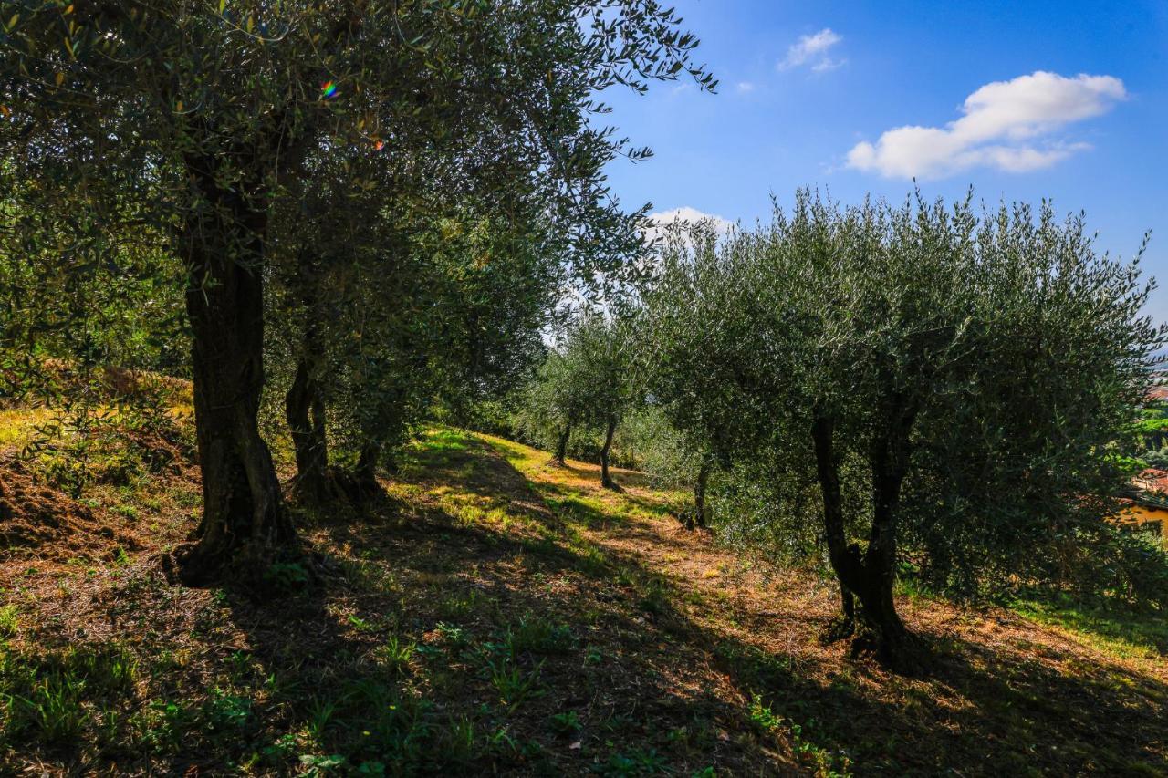 מונטה קטיני טרמה Agriturismo Terra Volonteri מראה חיצוני תמונה